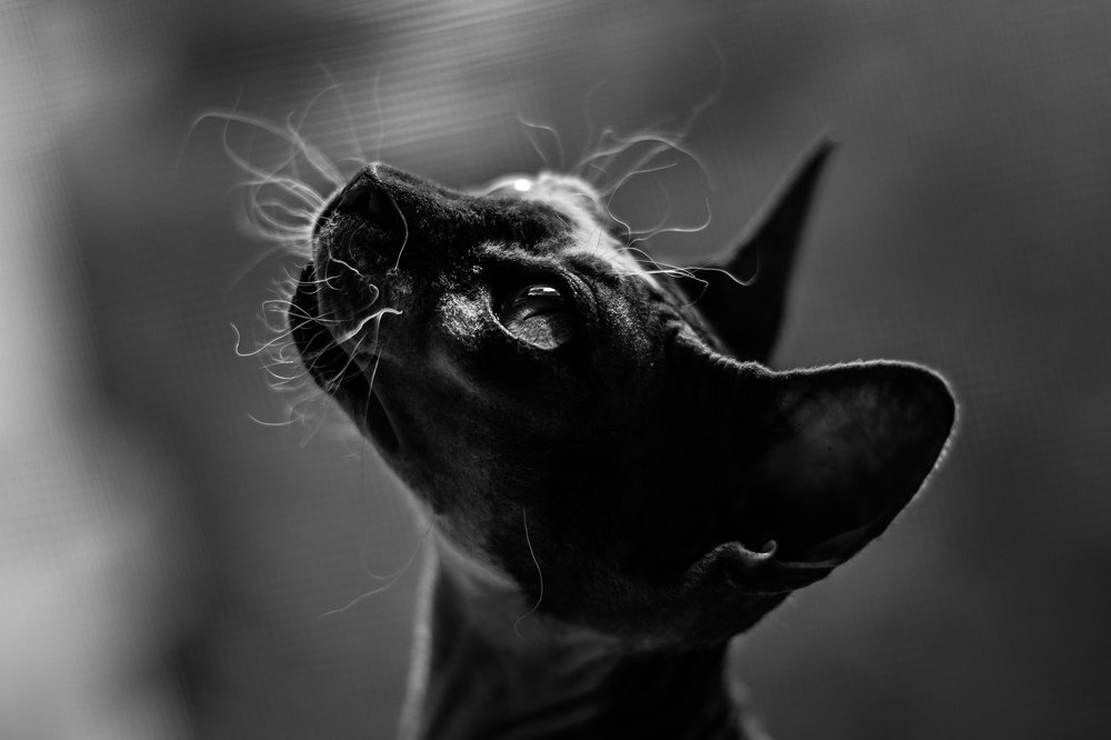 Photograph by Полина Каменкова