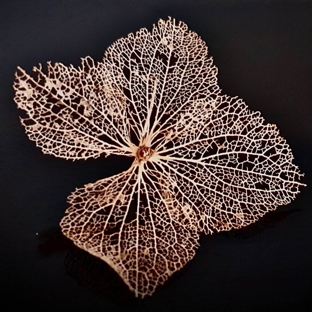 Photograph by Mojca Rebol