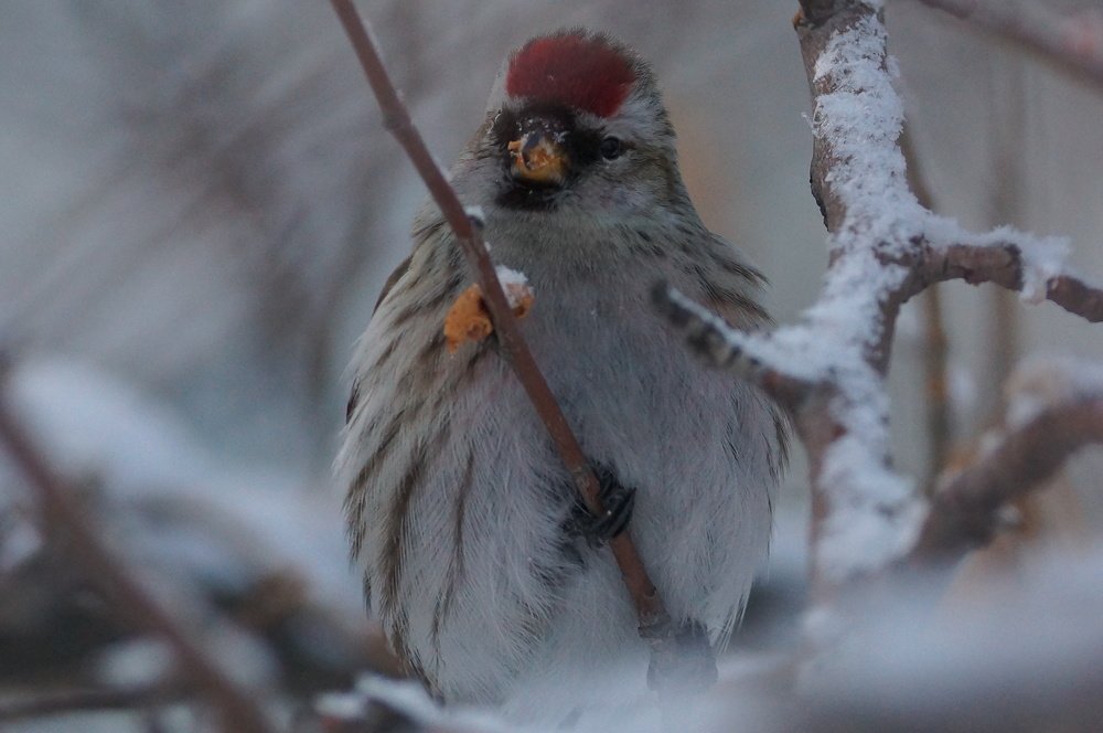 Photograph by Алексей Миронов