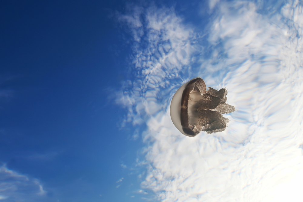 Фотография автора Димитрий Евтушик