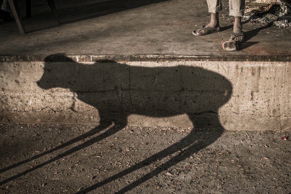 Photograph by Gupta Rishabh