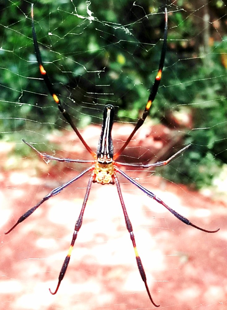 The Nature Creations