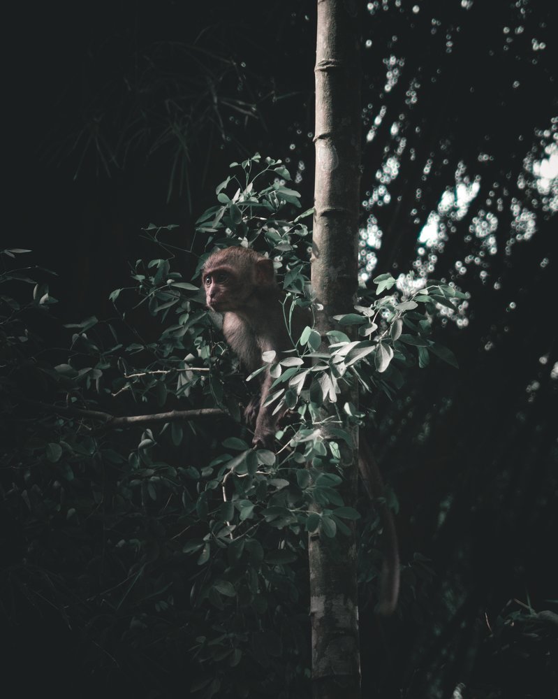 Photograph by Roby Julian