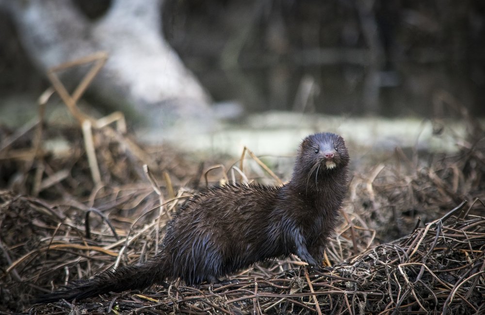 River resident
