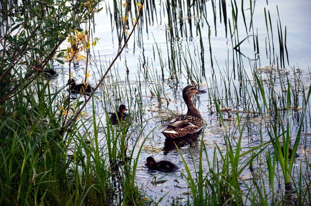 Photograph by Юрий Подвойский