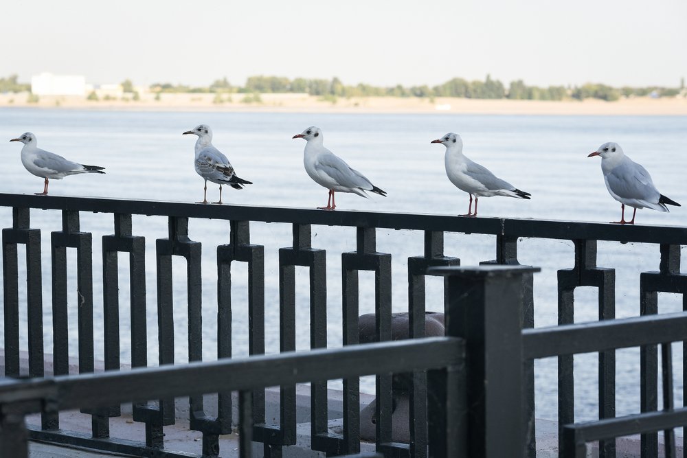 Чайки,Равняйсь! Смирно!