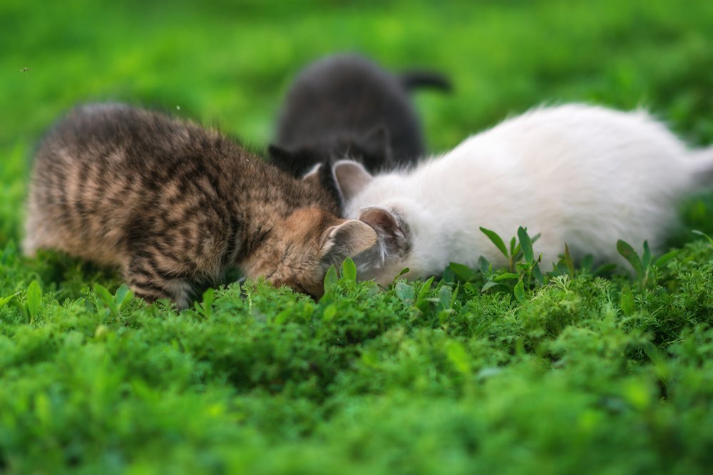 Фотография автора Елена Баклач