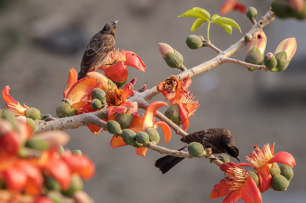 Photograph by Subrata Roy