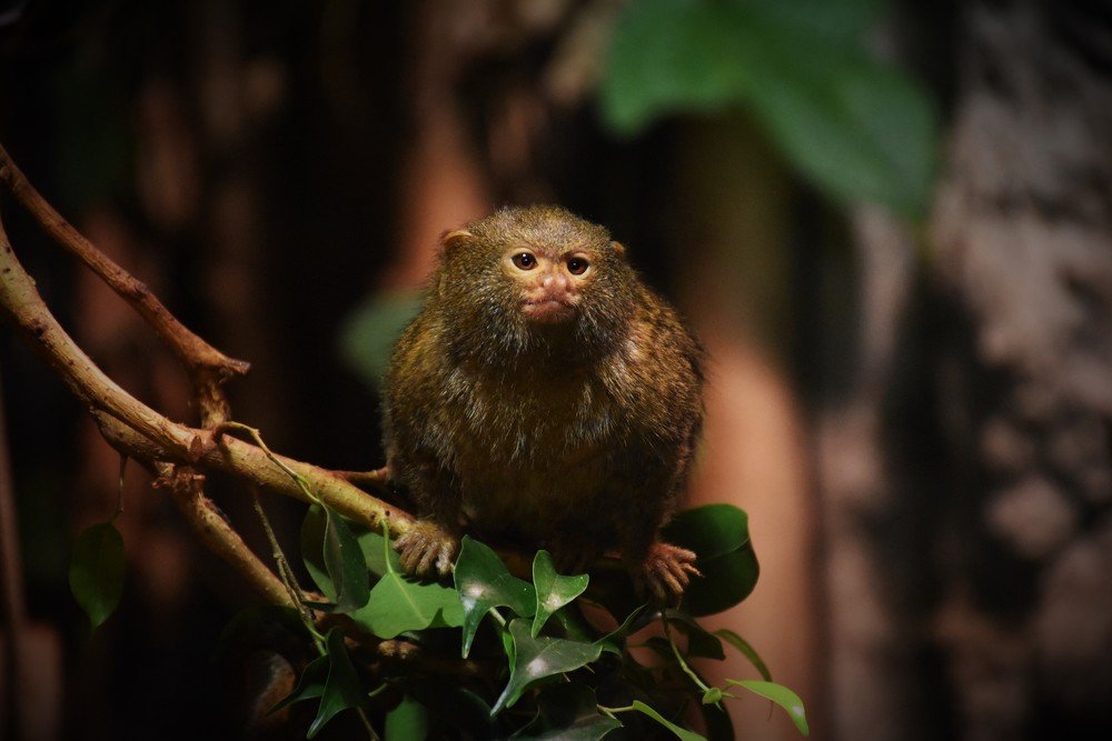 Photograph by Ija Reiman