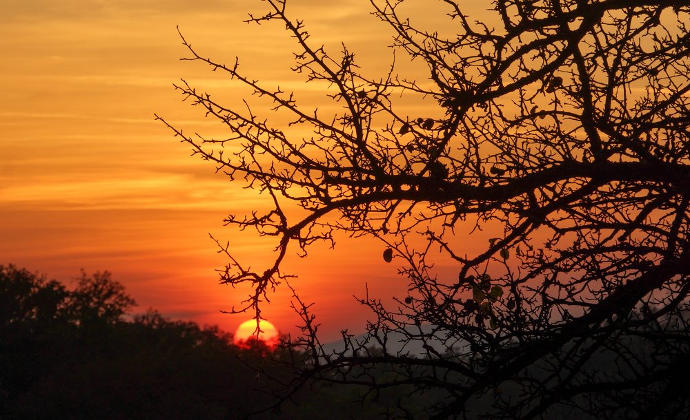 Sunset behind a tree