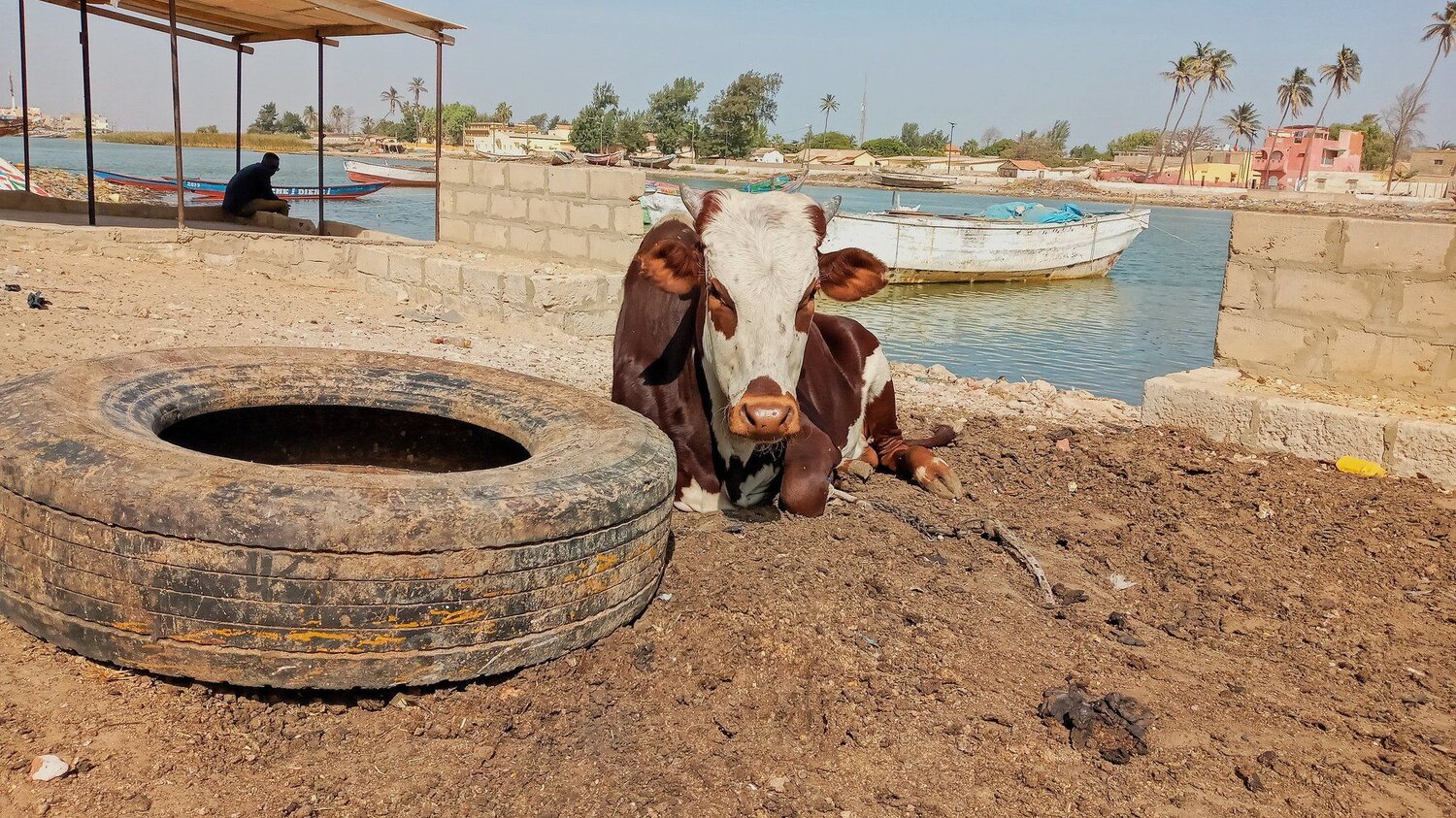 La vache du fleuve