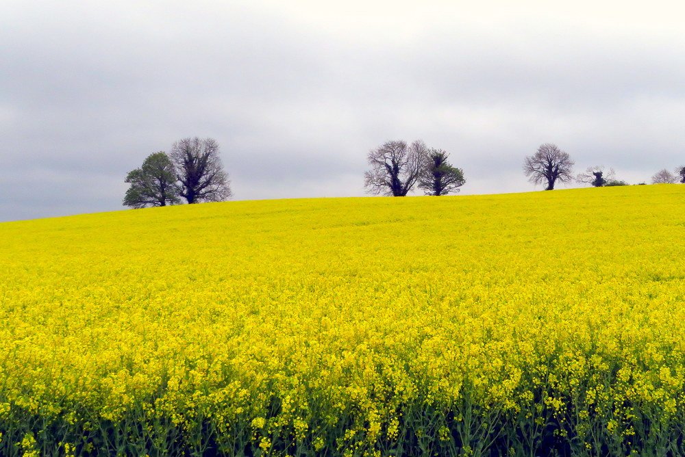 Фотография автора Ольга Завадилика