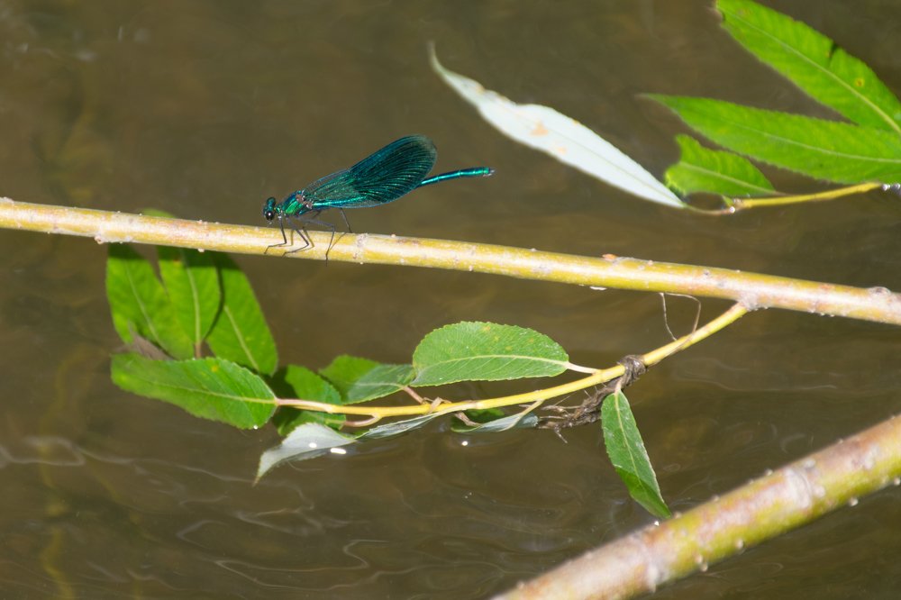 Photograph by Александра Лукашевич