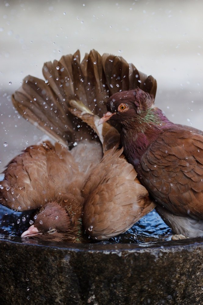Photograph by Mansi Ambhore