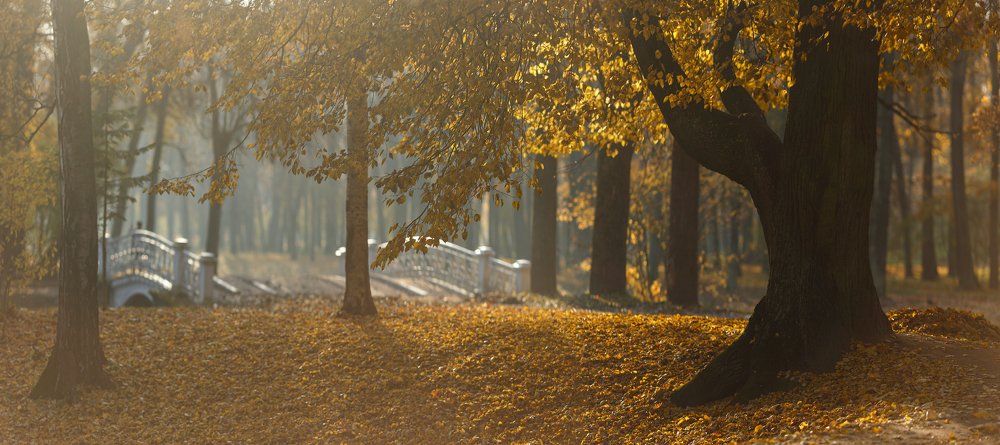 Золото осени