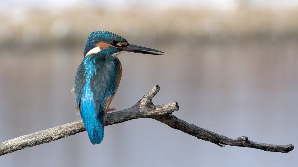 Common kingfisher (Alcedo atthis)