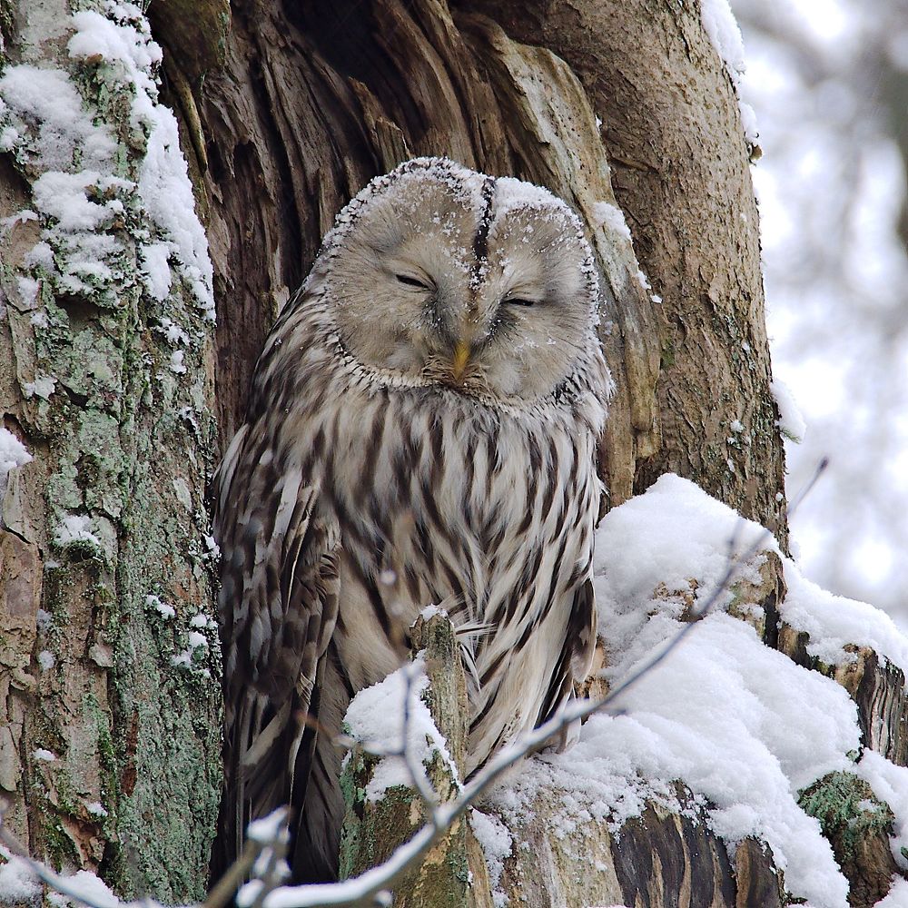 Ural owl (Strix uralensis)