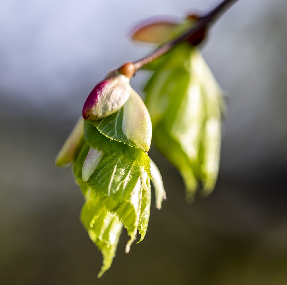Весна пришла!