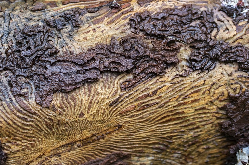 Кора дерева