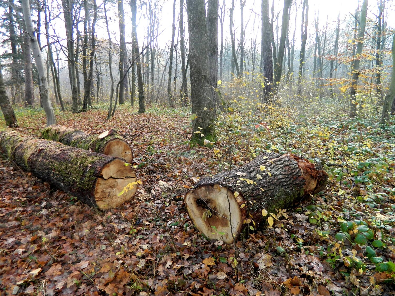 Photo #4144459