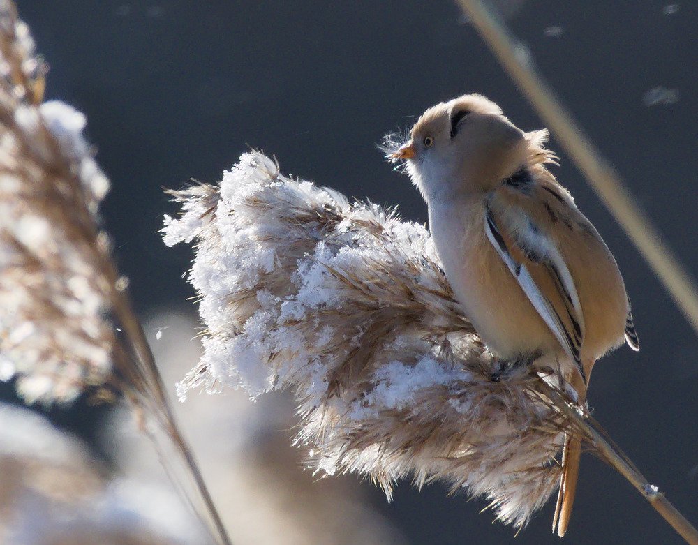 Bearded reedling (Panurus biarmicus)