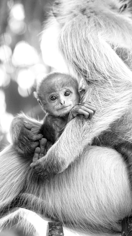 The little monkey