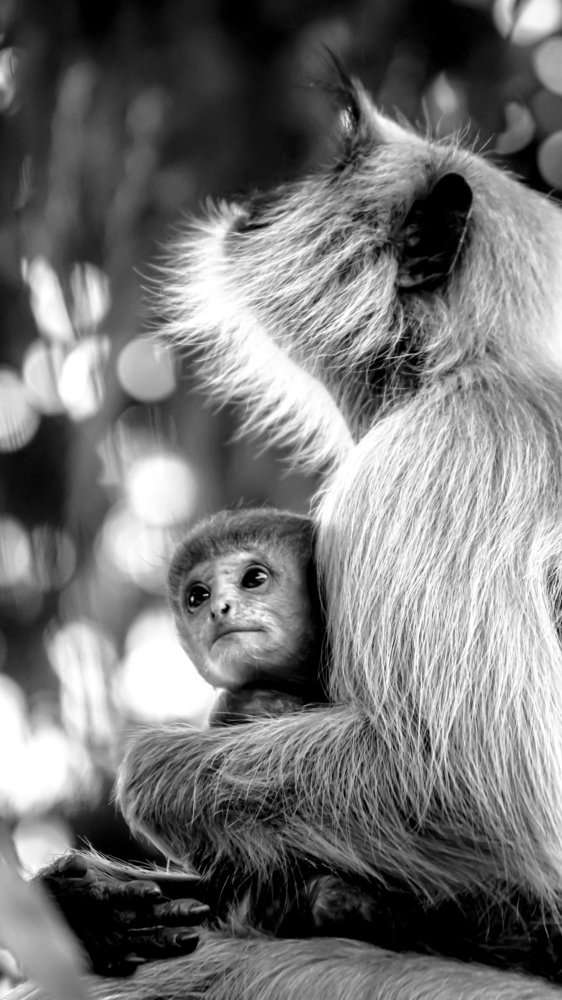 Love In The Wildlife