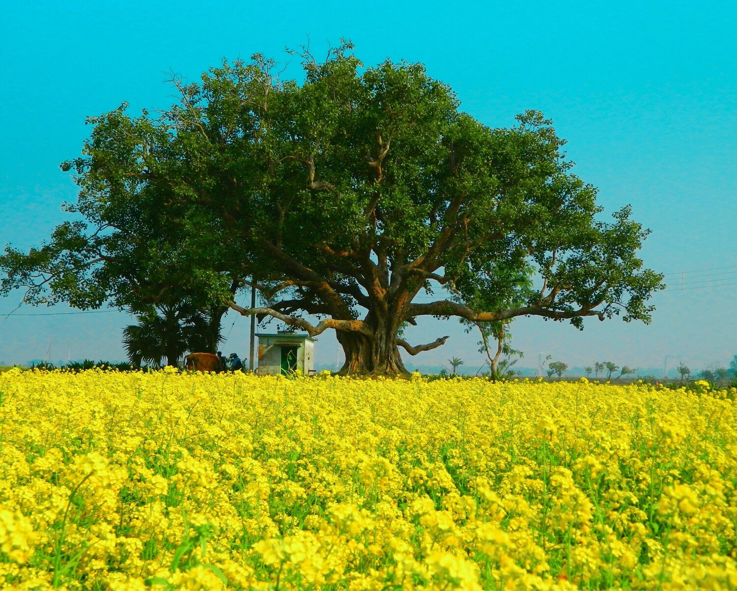 Photo #4144640
