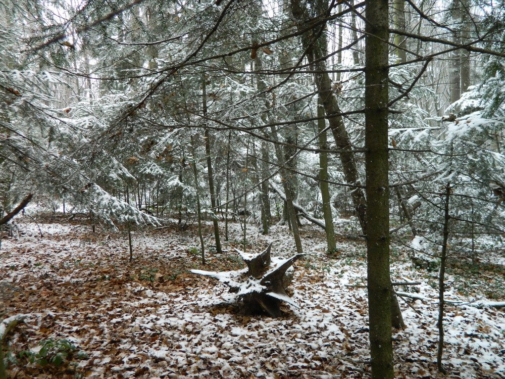 Photograph by Сергей Рапопорт