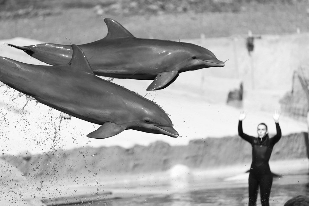 Ап! И дельфины летают как птицы...