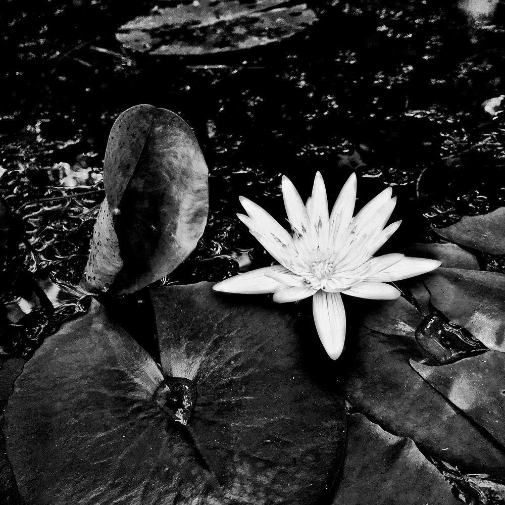 Water lily