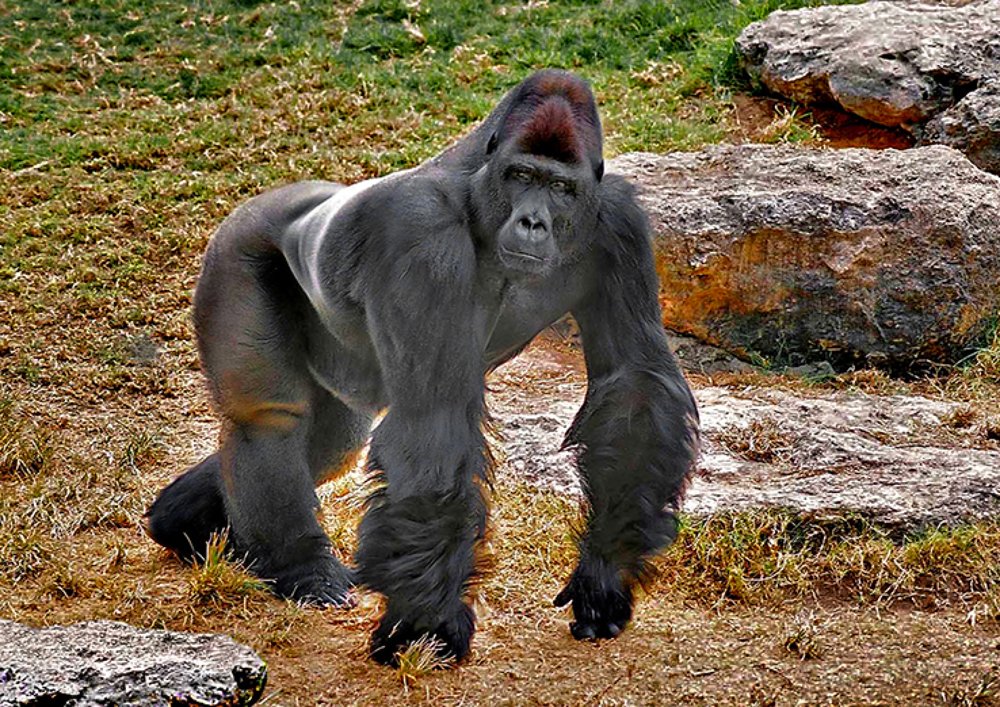 Photograph by Gregory Khatin