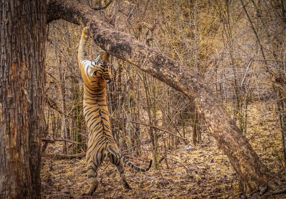 Photograph by SAYARI BANERJEE