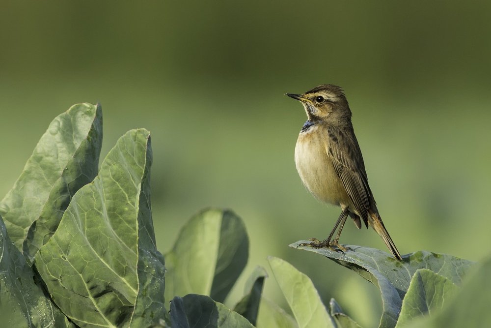 Fluffy li’l ball of feathers