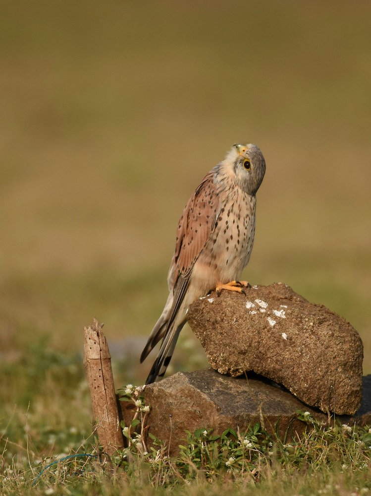 Common Kestrel a different look