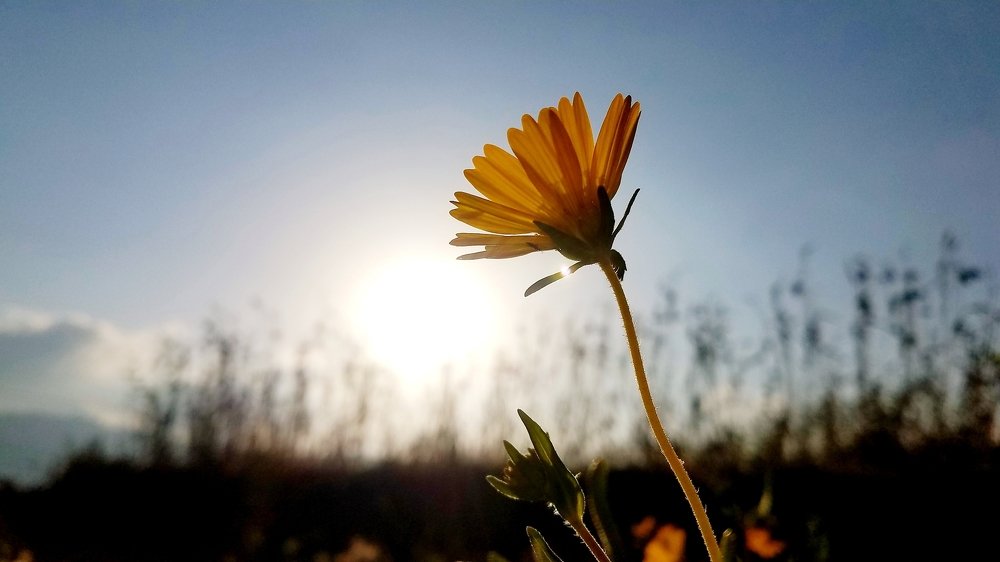 The rose is replaced by the light of the sun