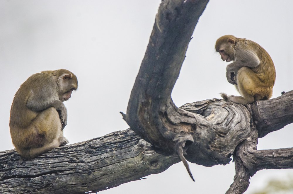 Bow before your Master