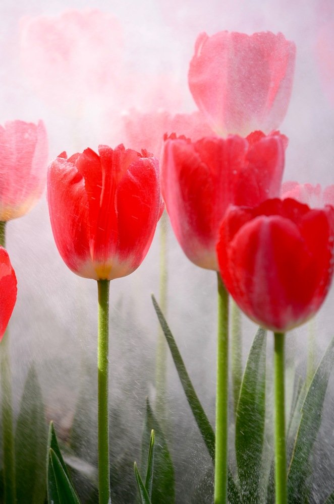 Photograph by erkan likos