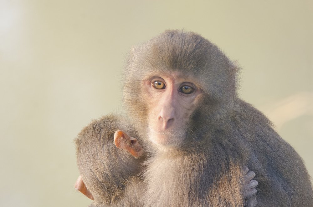 Photograph by Kushal Sharma