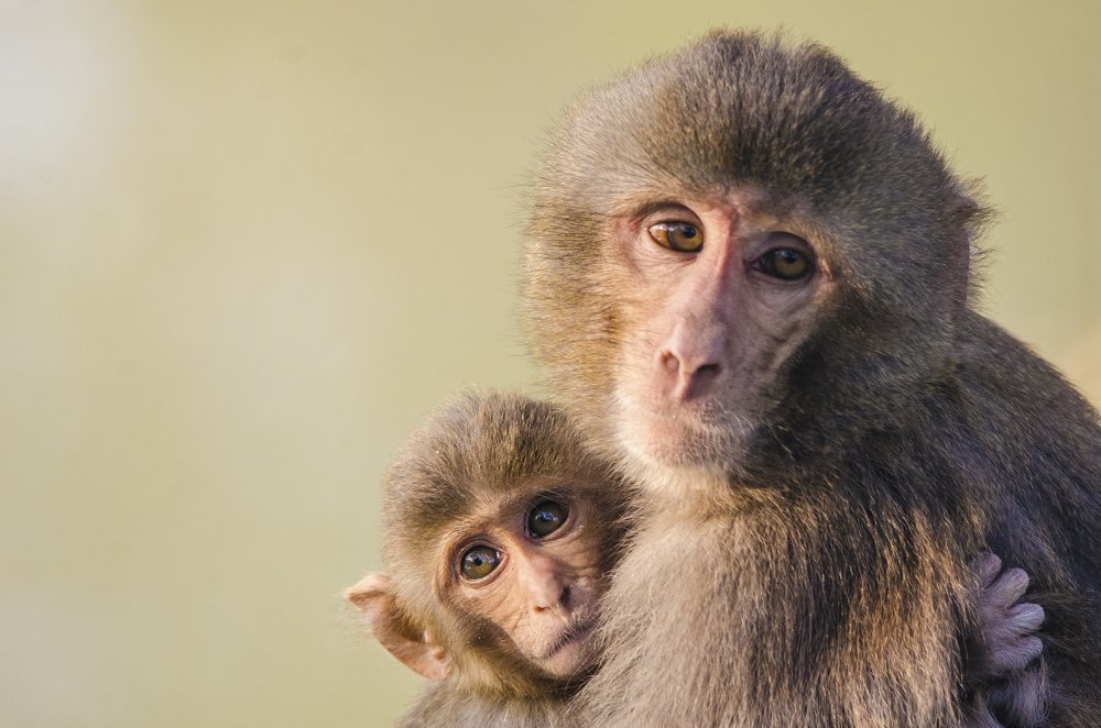 Photograph by Kushal Sharma