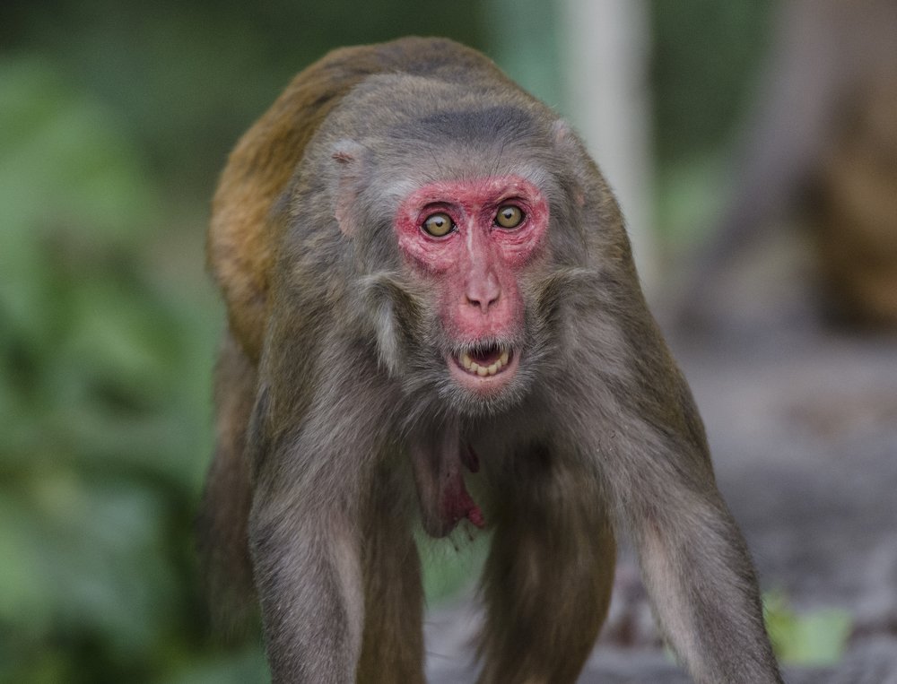 Photograph by Kushal Sharma