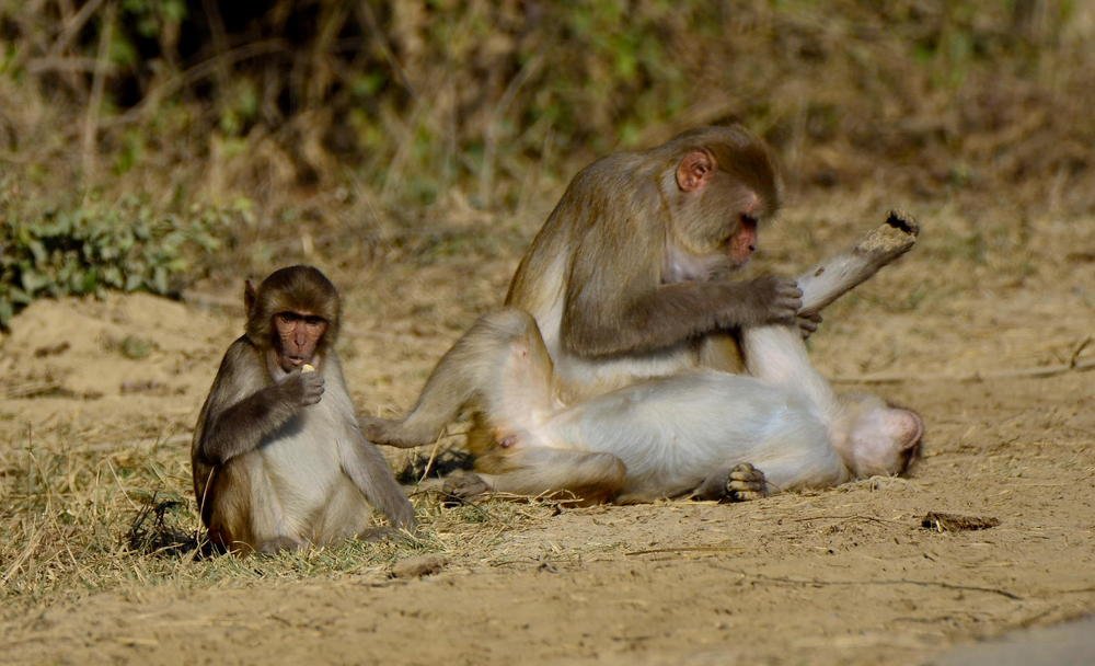 Photograph by Kushal Sharma