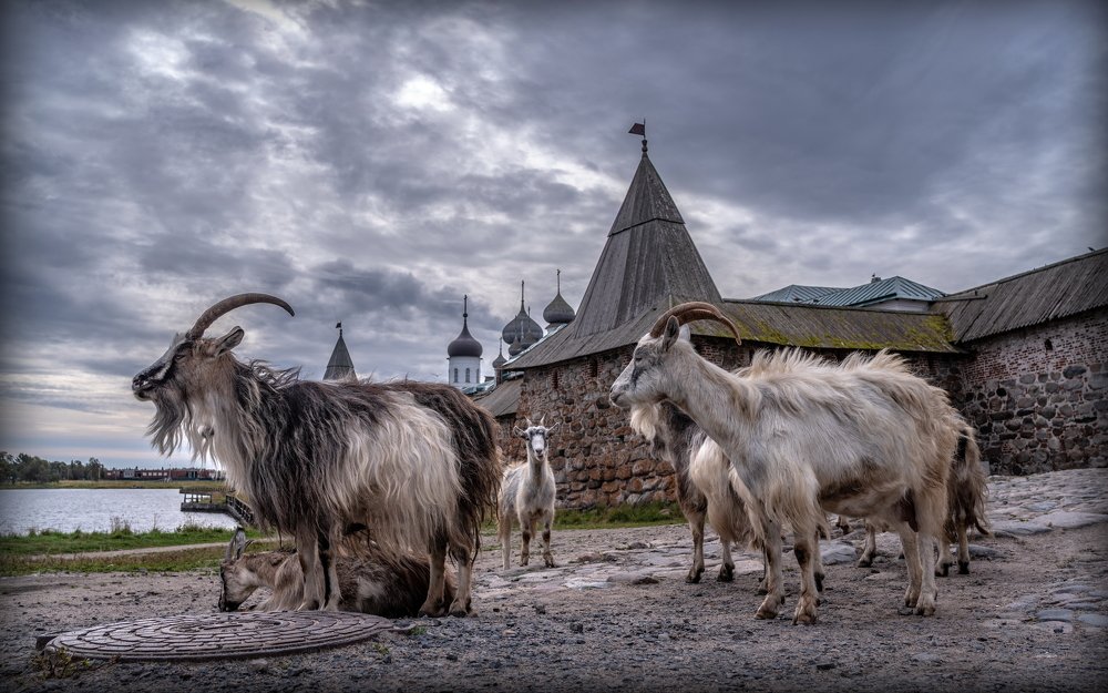 Козлы Соловецкие.