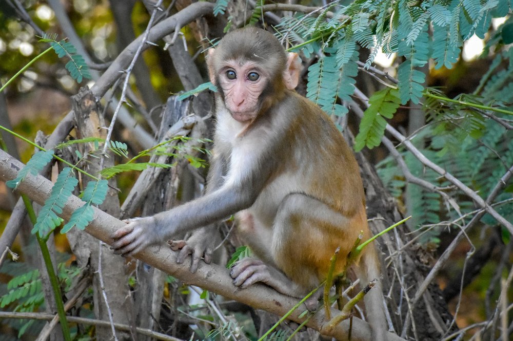 Photograph by Rajesh rao