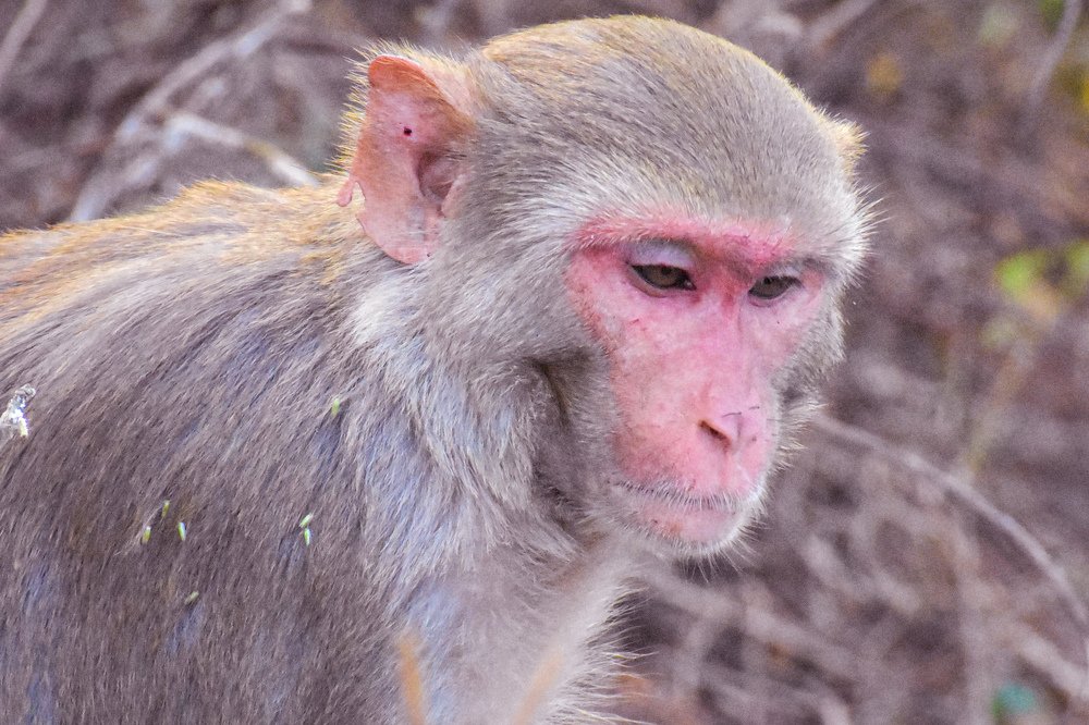 Photograph by Rajesh rao