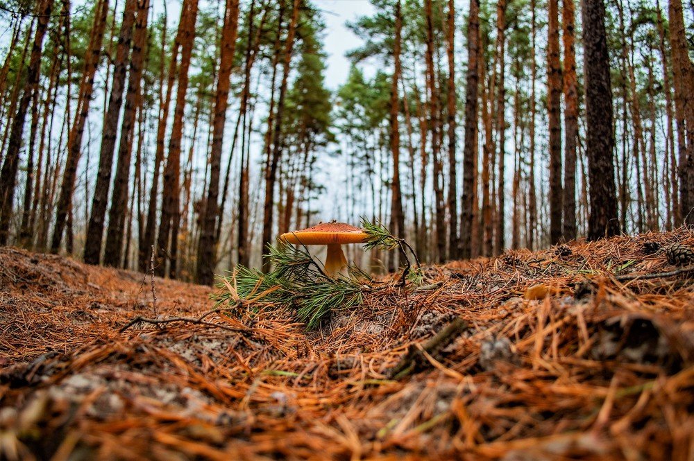 Маленький в лесу!