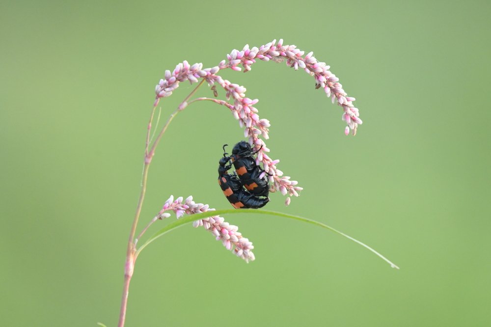 Insects mating