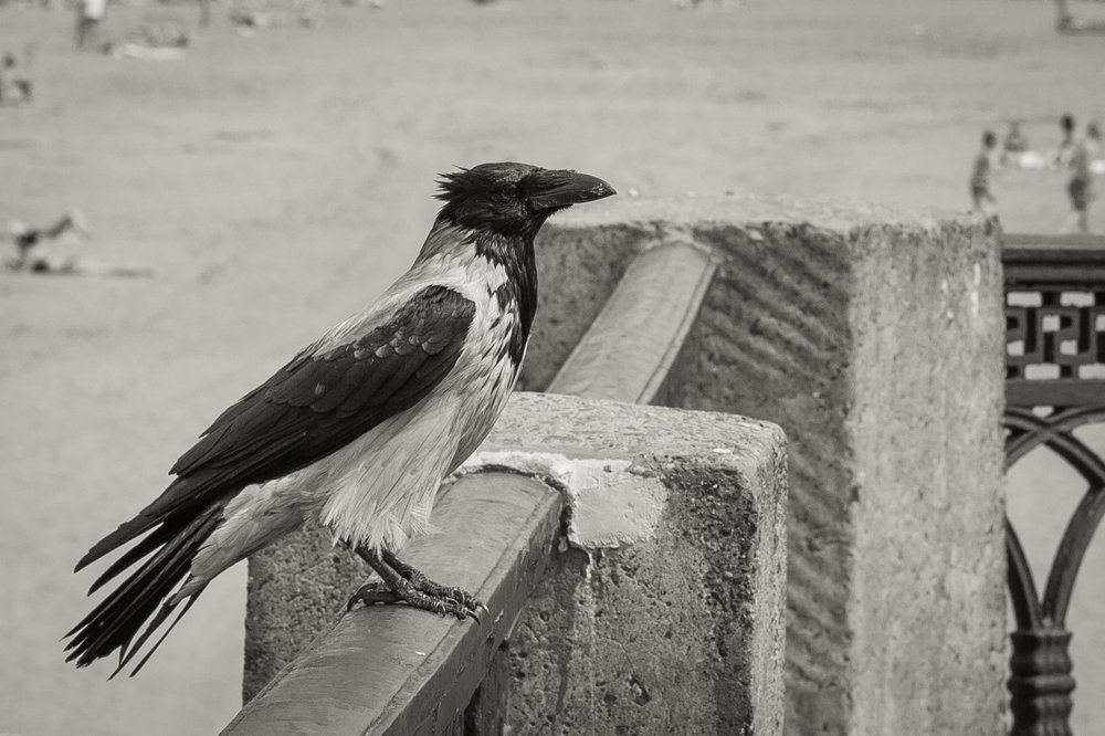 Photograph by Павел Жданов