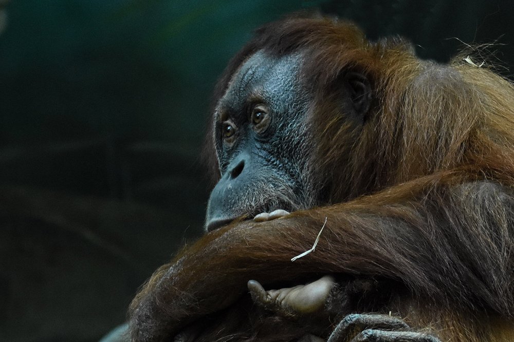 Photograph by Сергей Духанин