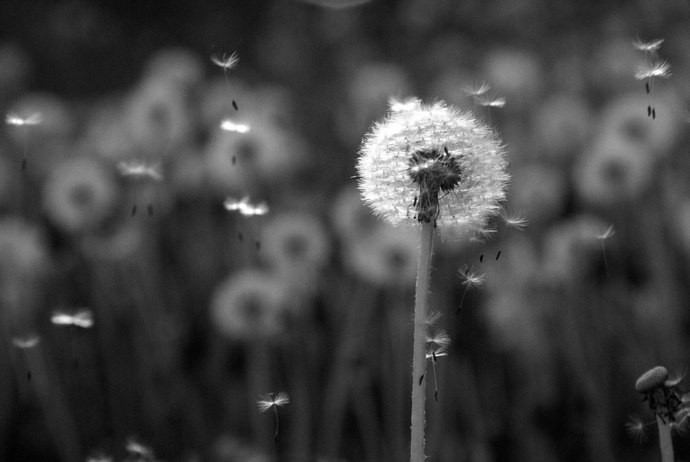 Поле свободы